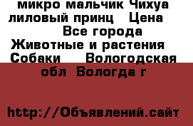 микро мальчик Чихуа лиловый принц › Цена ­ 90 - Все города Животные и растения » Собаки   . Вологодская обл.,Вологда г.